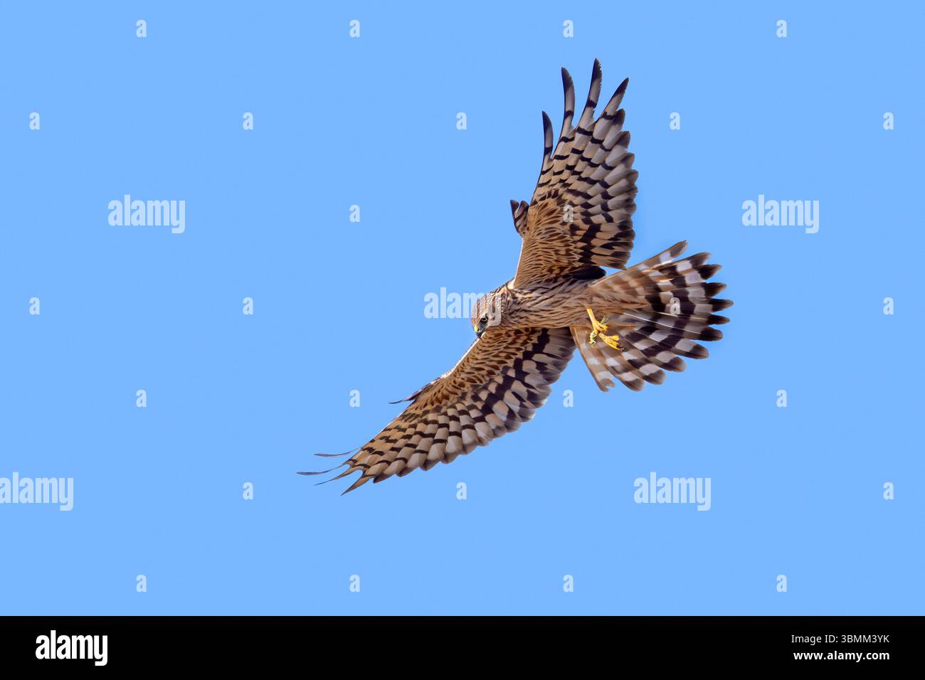 Femelle adulte harrier de Montagu (Circus pygargus) avec proie de cricket de brousse attrapée dans ses talons volant contre le ciel bleu Banque D'Images