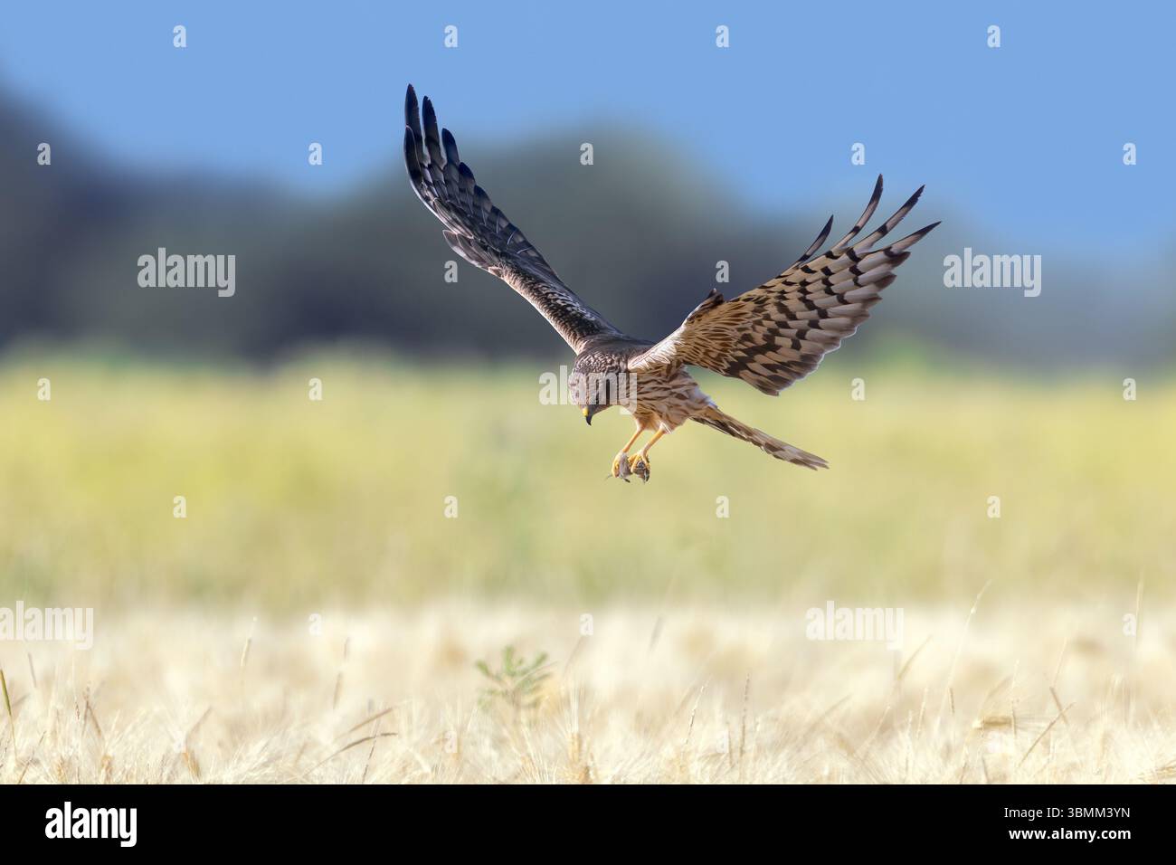 Femelle adulte harrier de Montagu (Circus pygargus) avec des proies de souris capturées dans ses talons volant au-dessus du champ de blé / champ de maïs Banque D'Images