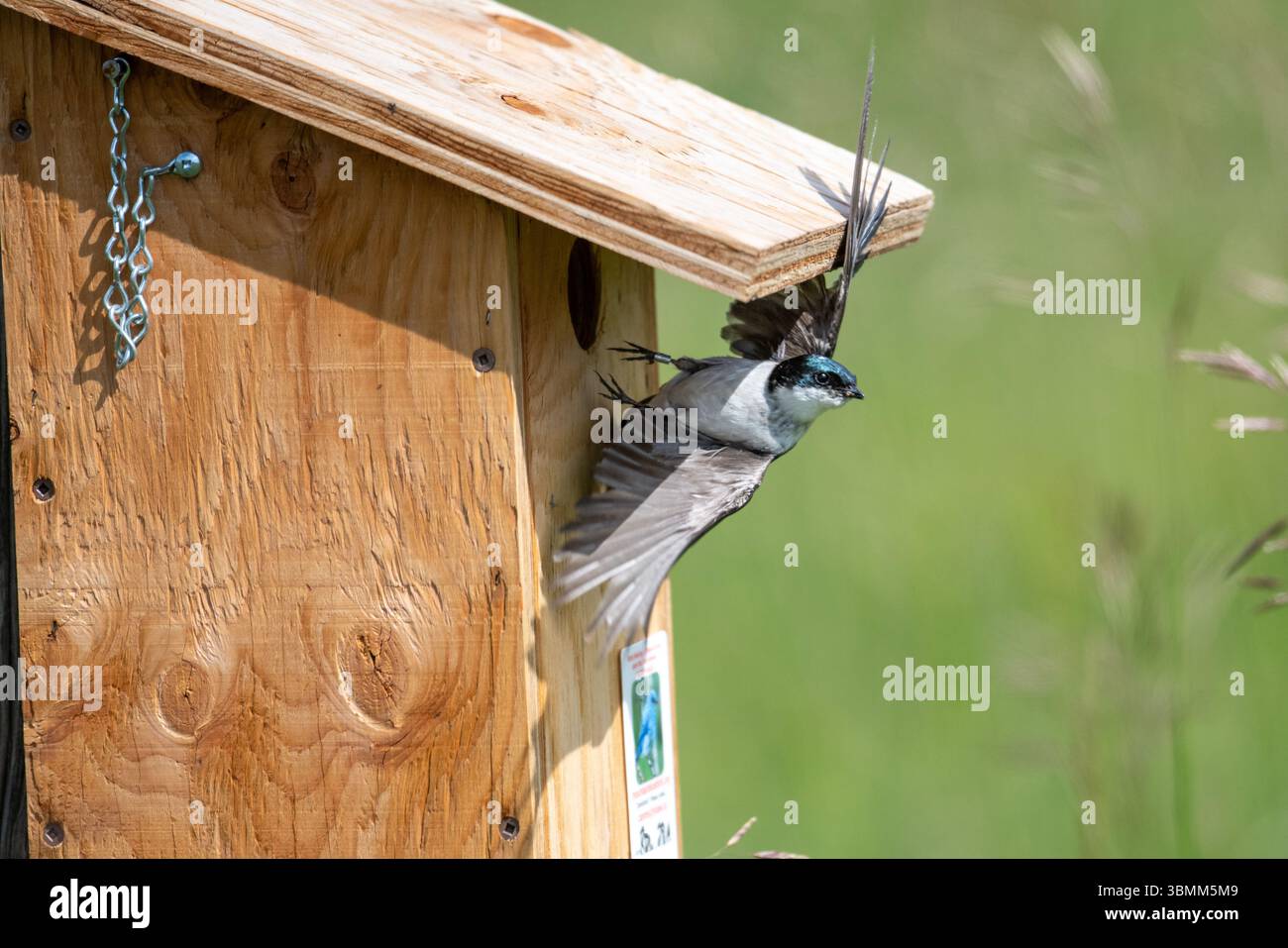 L'hirondelle des arbres (Tachycineta bicolor) laisse un nichoir, , Millarville, Alberta, Canada, Banque D'Images