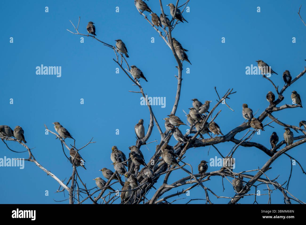 Un groupe d'étourneaux (Creatophora cinerea) est perché sur un arbre dans le delta de l'Okavango au Botswana. Banque D'Images