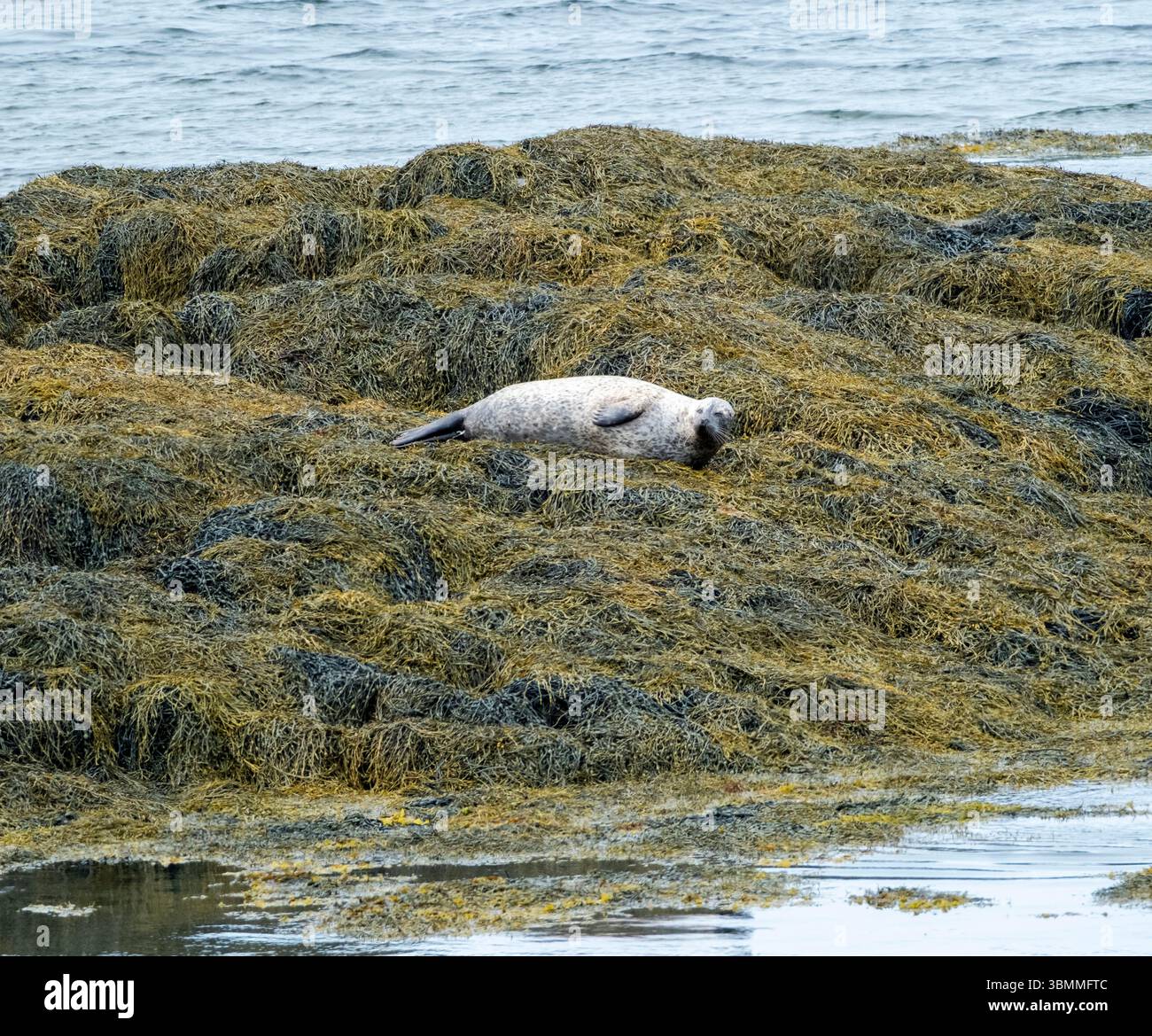 Le phoque commun (Phoca vitulina), également connu sous le nom de phoque commun (Phoca vitulina), se trouvant dans le varech sur un îlot rocheux du Loch Eynort, South Uist, Écosse, Royaume-Uni. Banque D'Images