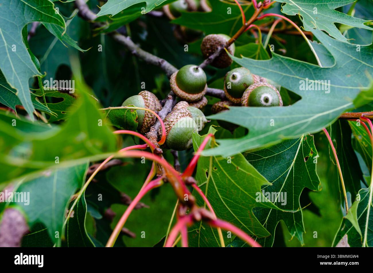 Grappe de glands verts sur une branche de chêne Banque D'Images