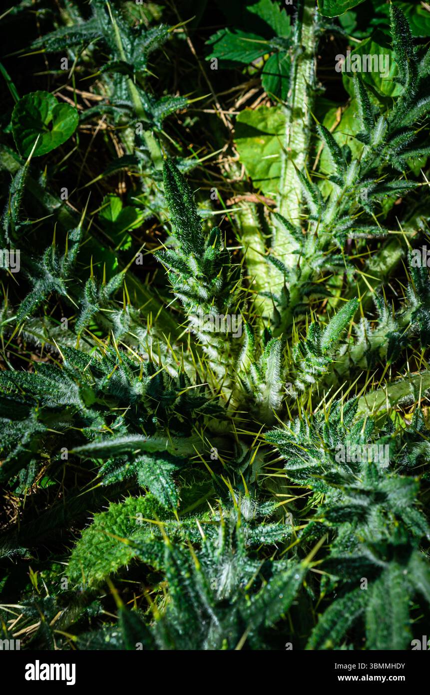 Vue ci-dessus gros plan d'une usine Spiny Sowthistle dans un champ Banque D'Images