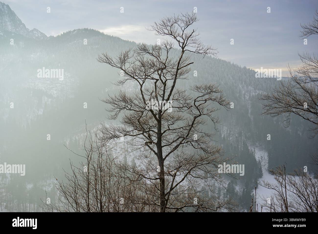 Green Trail à travers Nosal, Zakopane, Pologne Banque D'Images
