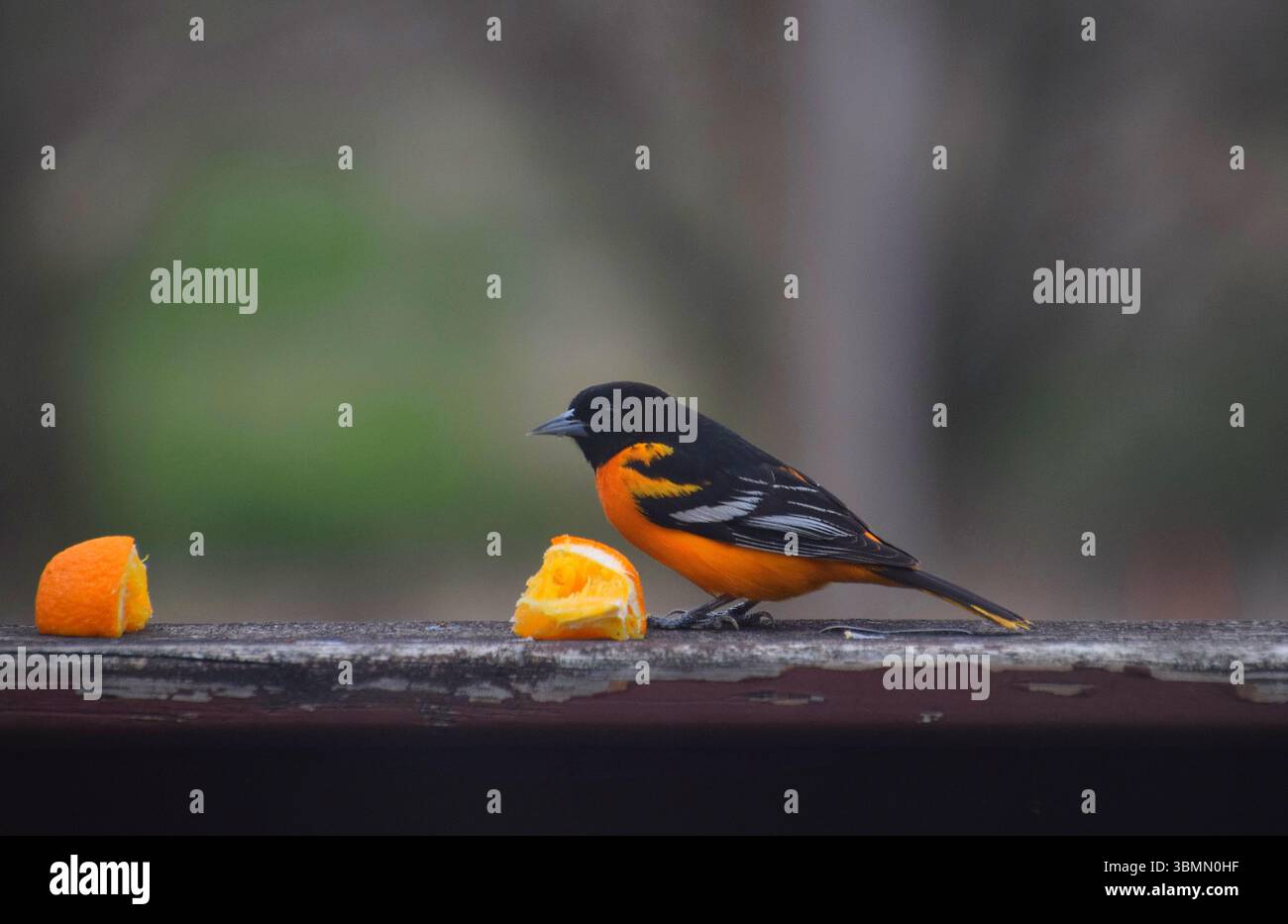 Un mâle Baltimore Oriole orange vif lors d'une chaude journée de printemps dans le sud du Wisconsin Banque D'Images