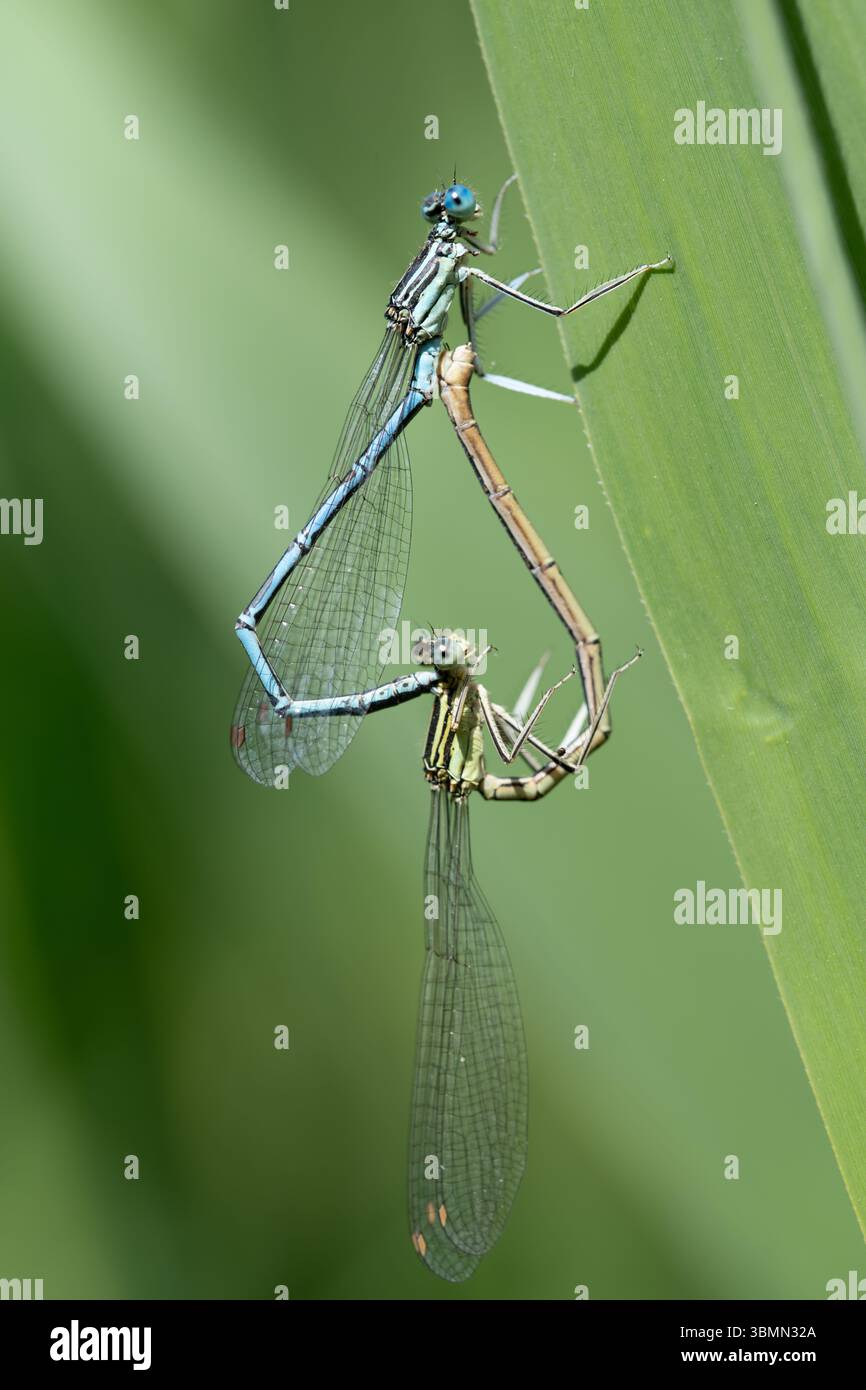 Deux demoiselles forment un cœur avec leur corps tout en faisant l'amour. Les insectes sont assis sur des brins d'herbe sur un fond vert Banque D'Images