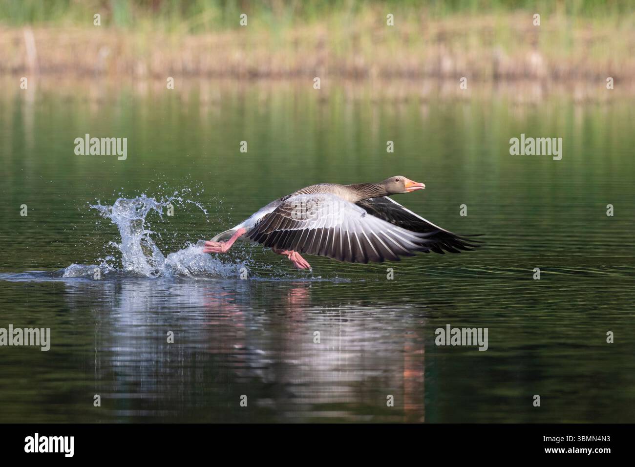 Oie de Greylag, Anser anser, prenant son envol, Schleswig-Holstein, Allemagne Banque D'Images