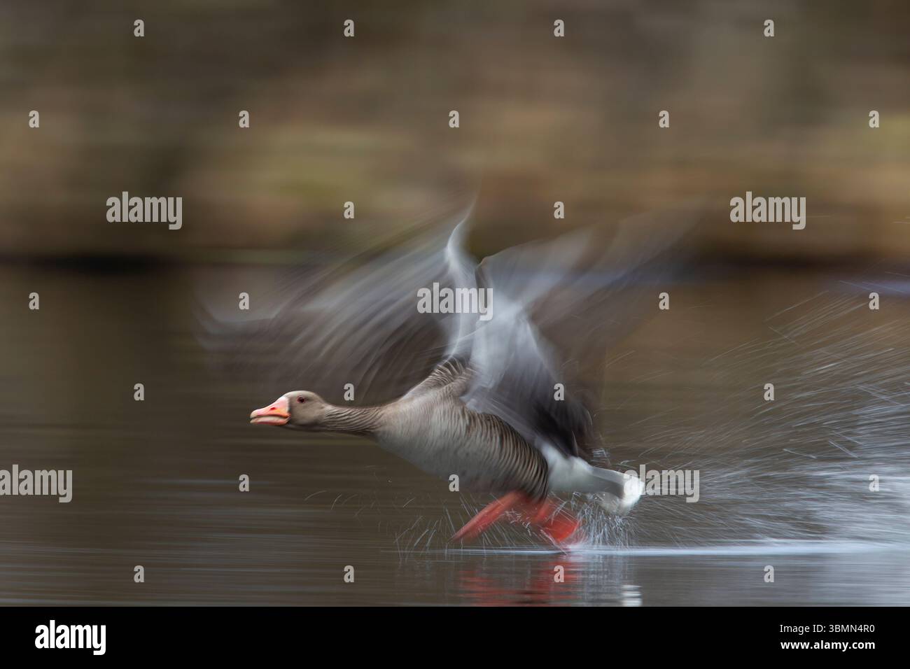 Oie Greylag, Anser anser, prendre son envol, longue exposition, effet flou, Schleswig-Holstein, Allemagne Banque D'Images
