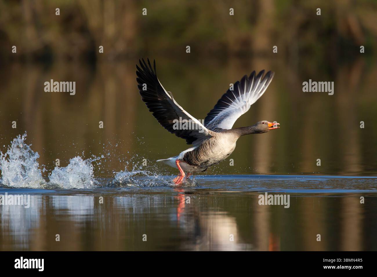 Oie de Greylag, Anser anser, prenant son envol, Schleswig-Holstein, Allemagne Banque D'Images