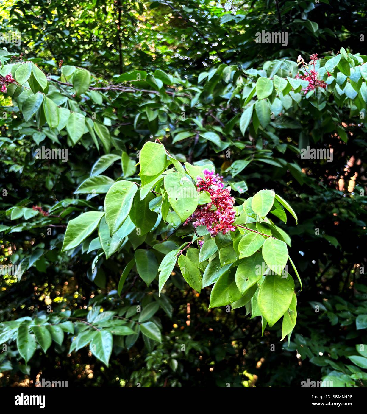 Fleurs de fruit étoilé (Averrhoa carambola), Cairns, Queensland, Australie - Image de stock capturée avec un smartphone