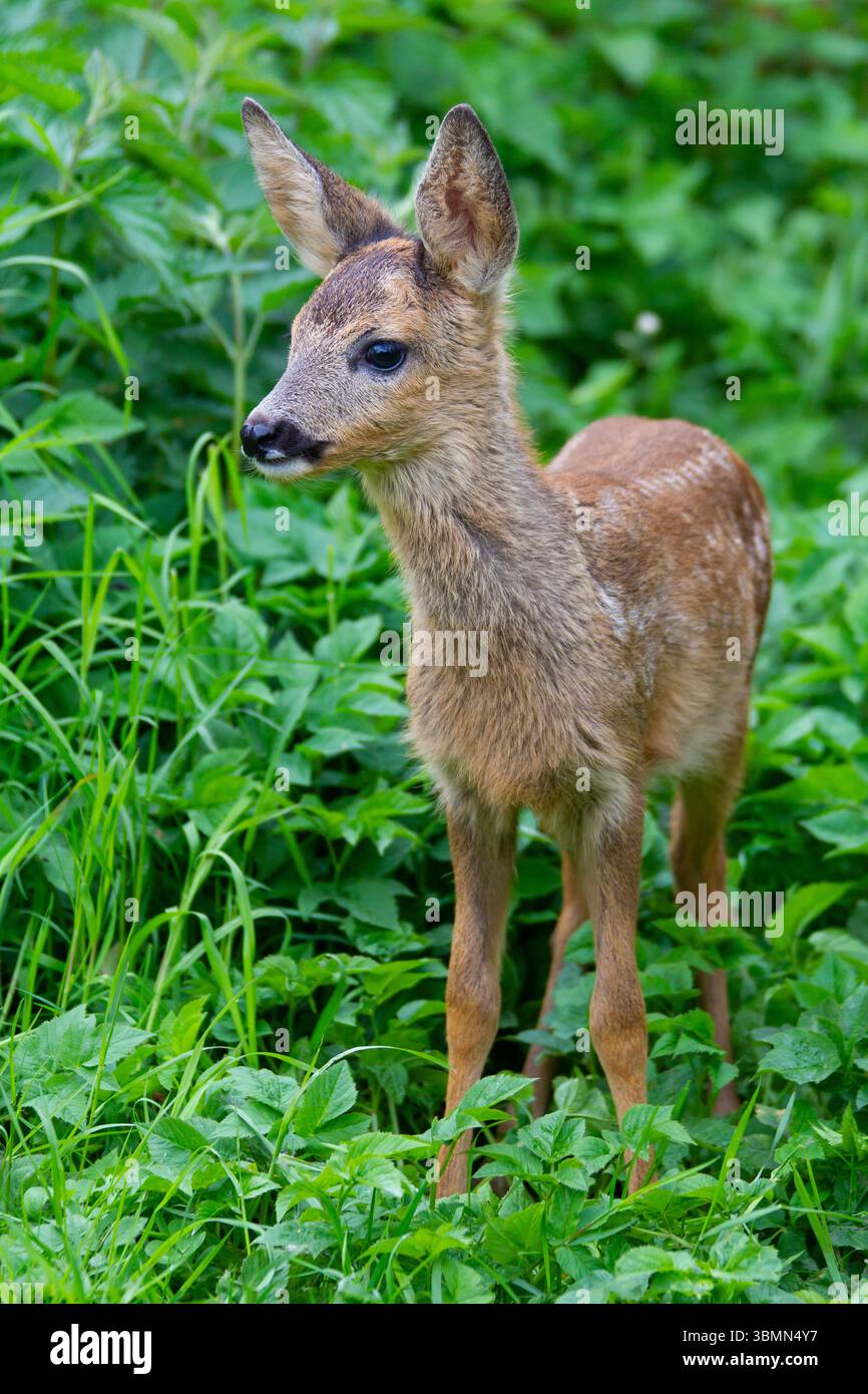 Cerf rodé, Capreolus capreolus, fauve dans un pré, Schleswig-Holstein, Allemagne Banque D'Images