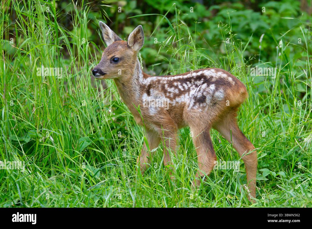 Cerf rodé, Capreolus capreolus, fauve dans un pré, Schleswig-Holstein, Allemagne Banque D'Images