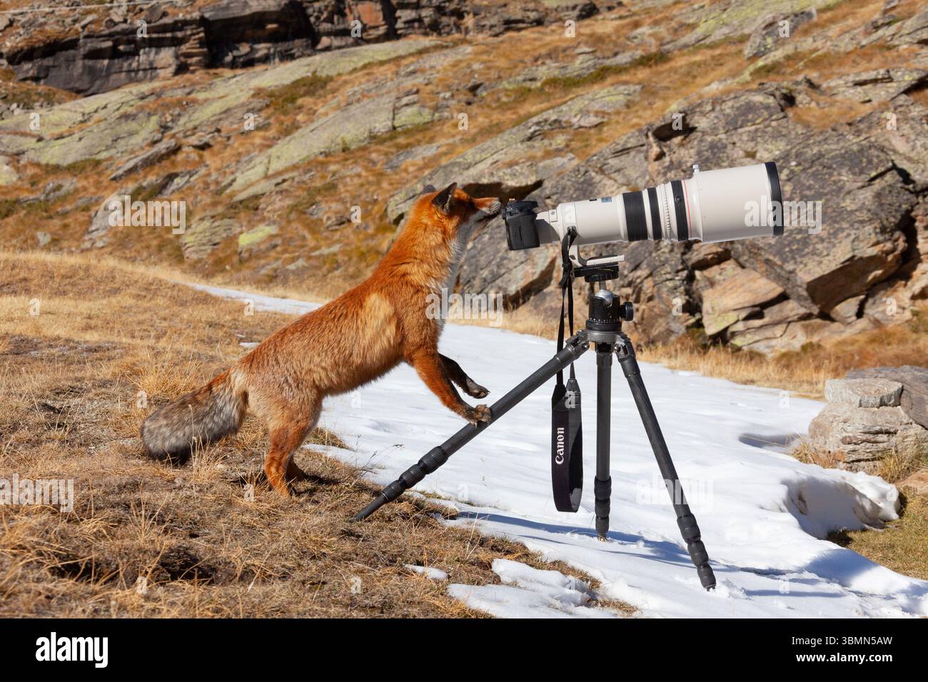 Renard roux (Vulpes vulpes), renard adulte avec caméra, hiver, Parc National du Gran Paradiso, Italie Banque D'Images