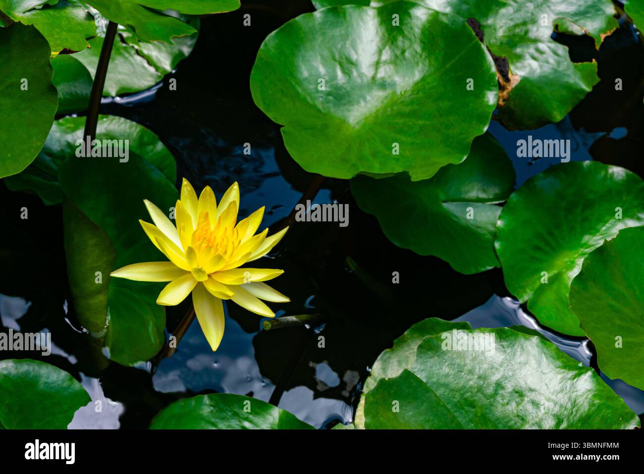 Floraison belle fleur de lotus jaune et feuilles vertes dans l'étang de lotus en journée ensoleillée. Banque D'Images
