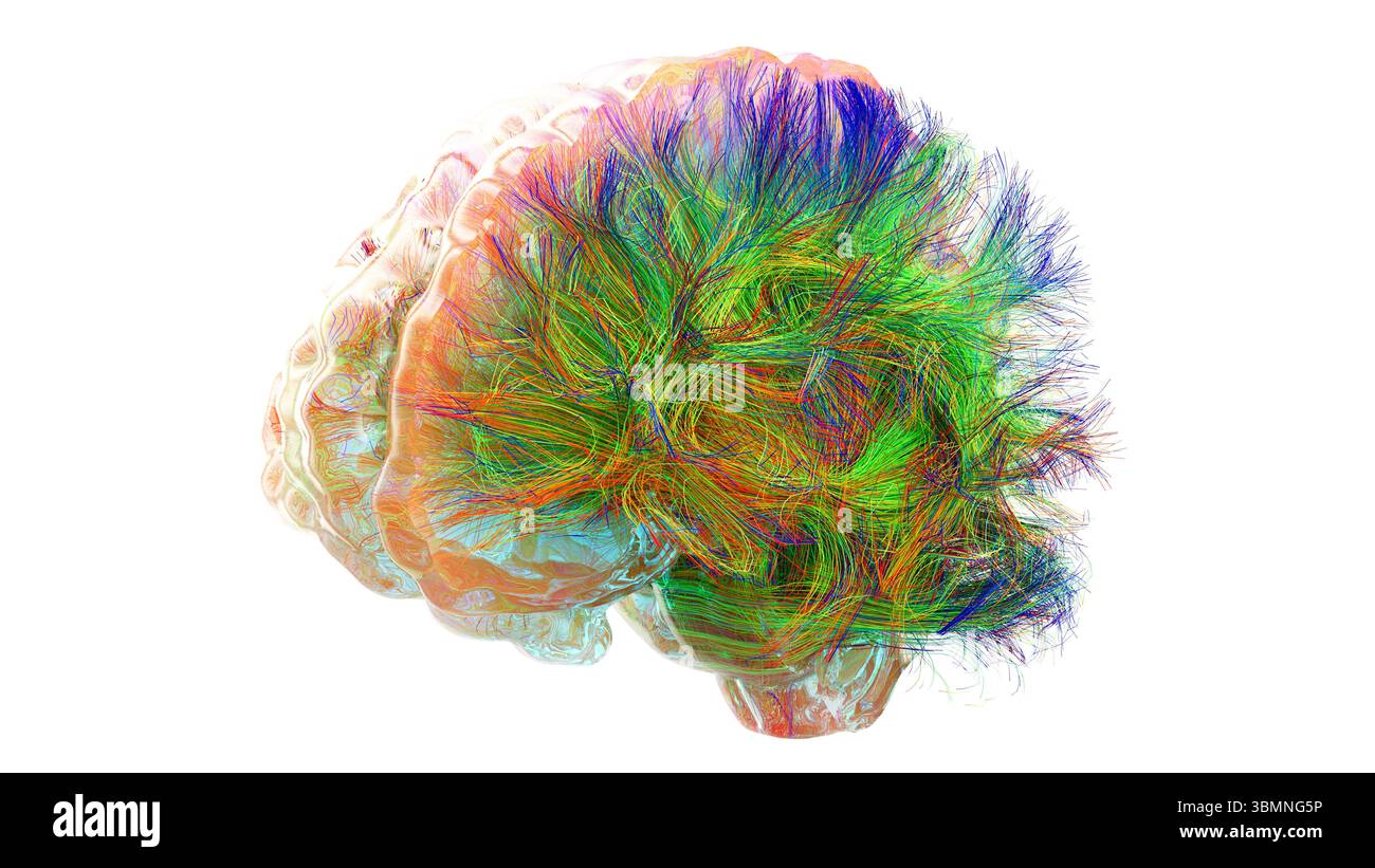 Illustration d'un tractogramme cérébral à haute résolution, représentant le réseau complexe de voies neuronales dans le cerveau humain. Les faisceaux de fibres complexes sont visualisés à l'aide de l'imagerie de tenseur de diffusion avancée (DTI), fournissant des informations sur la connectivité et la structure de la substance blanche du cerveau. Banque D'Images