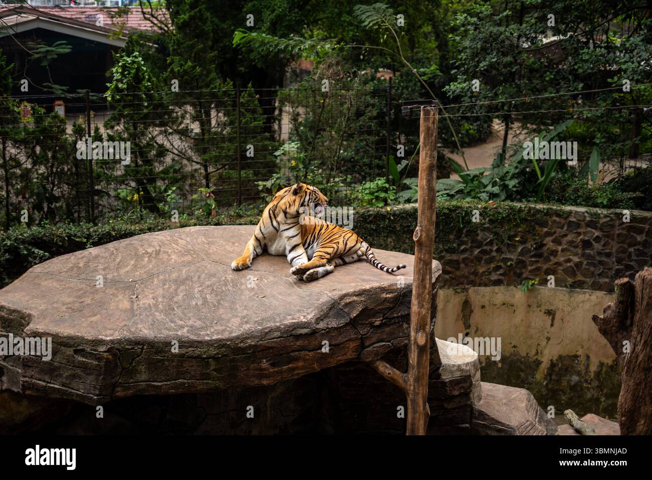 Tigres en action au zoo de Bandung Banque D'Images
