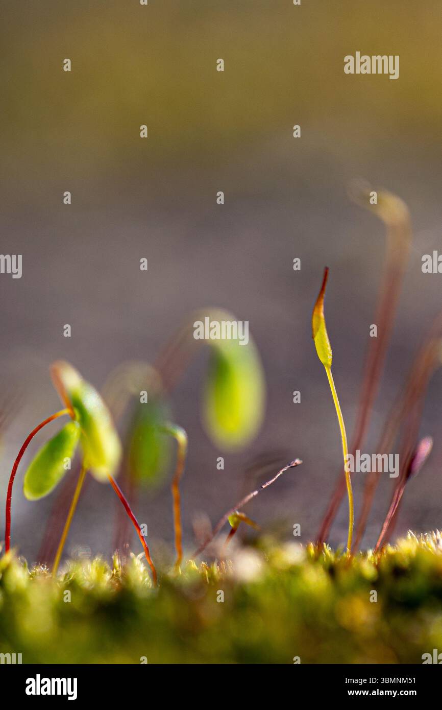 Vue rapprochée des sporophytes, les structures porteuses de spores, poussant sur un lit de mousse verte vibrante, mettant en valeur les détails complexes de la Re de la plante Banque D'Images