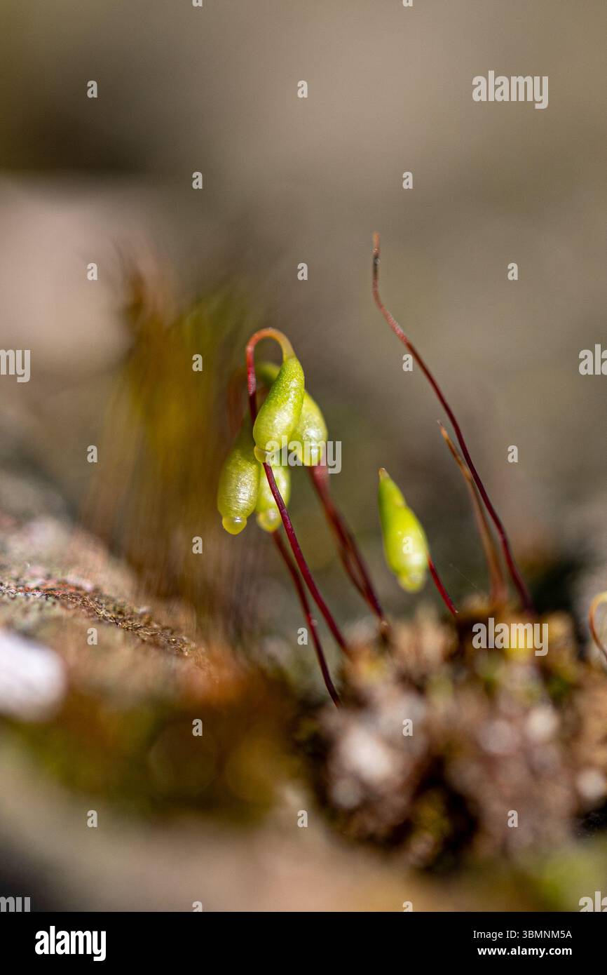 Vue rapprochée des sporophytes, les structures porteuses de spores, poussant sur un lit de mousse verte vibrante, mettant en valeur les détails complexes de la Re de la plante Banque D'Images