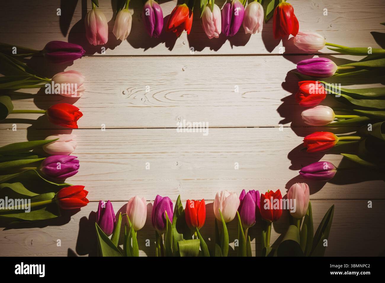 Disposer à plat des fleurs de tulipes blanches violet rouge rose et rouge et des feuilles vertes sur une planche blanche, copier l'espace Banque D'Images