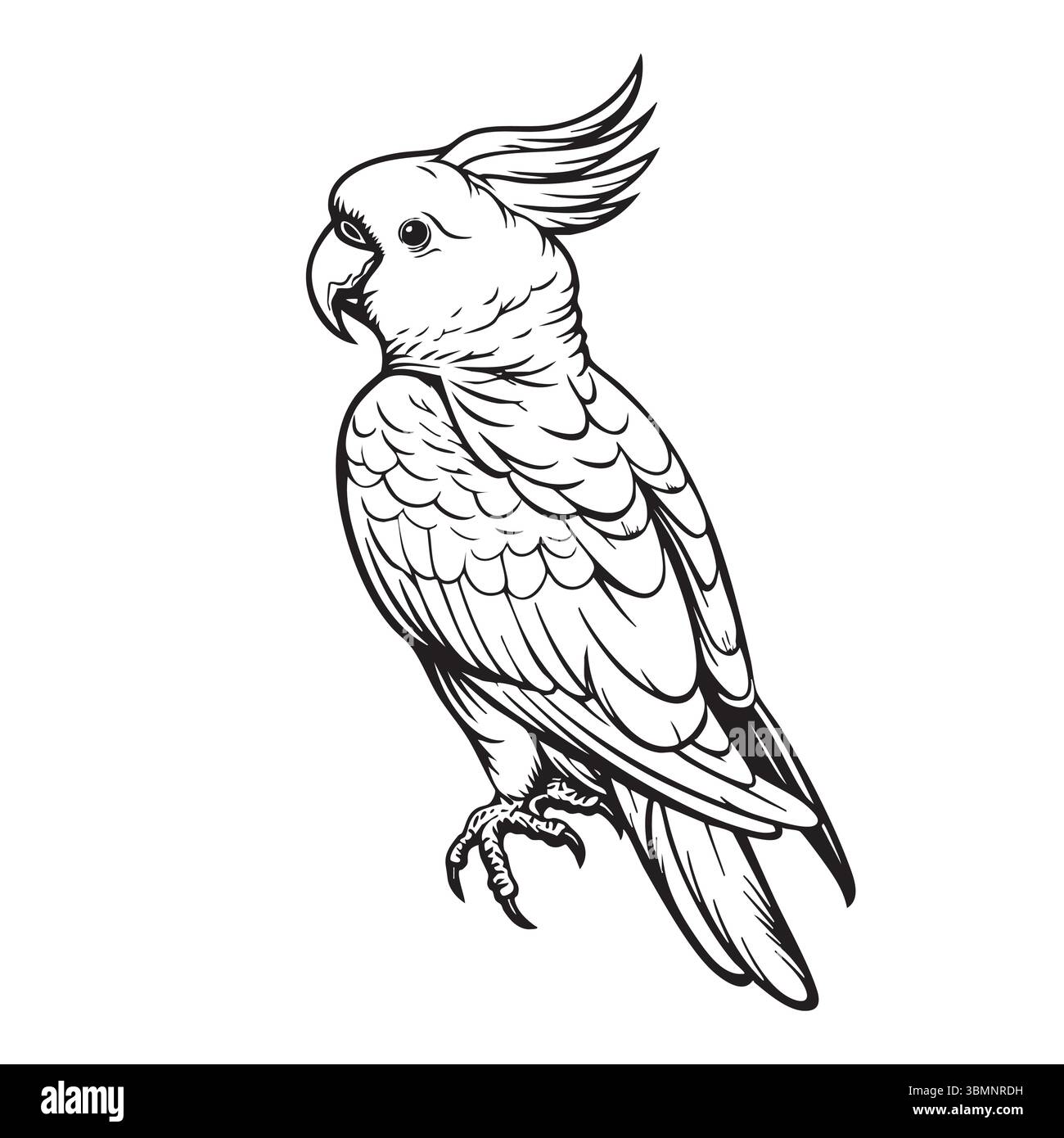 Illustration de dessin au trait d'un Cockatoo.Birds Illustration de Vecteur
