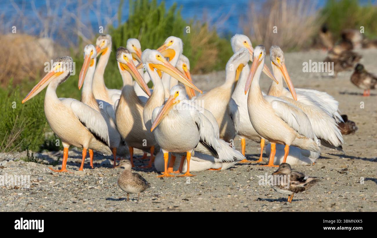 Troupeau de pélicans blancs américains à Sunnyvale Baylands, comté de Santa Clara, Californie, États-Unis. Banque D'Images