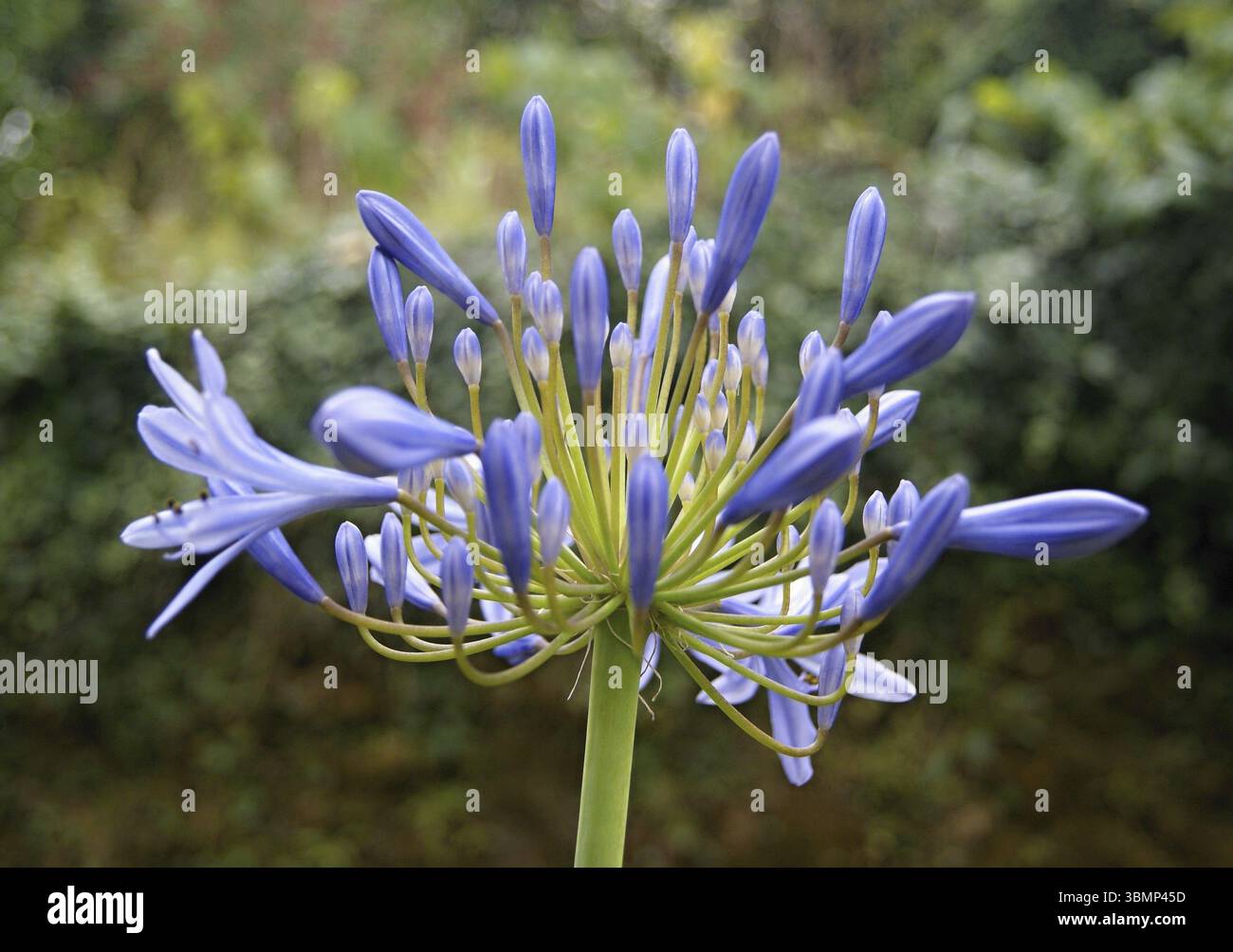 Gros plan d'une belle fleur d'agapanthus africanus en pleine floraison, mettant en valeur ses pétales violets vibrants et sa structure délicate Banque D'Images