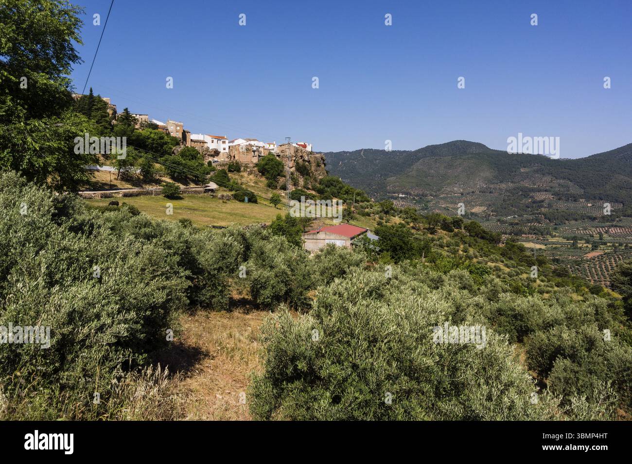 Oliveraie, Hornos, Cazorla, Segura et Las Villas parc naturel des chaînes de montagnes, Jaen, Andalousie, Espagne, Europe Banque D'Images