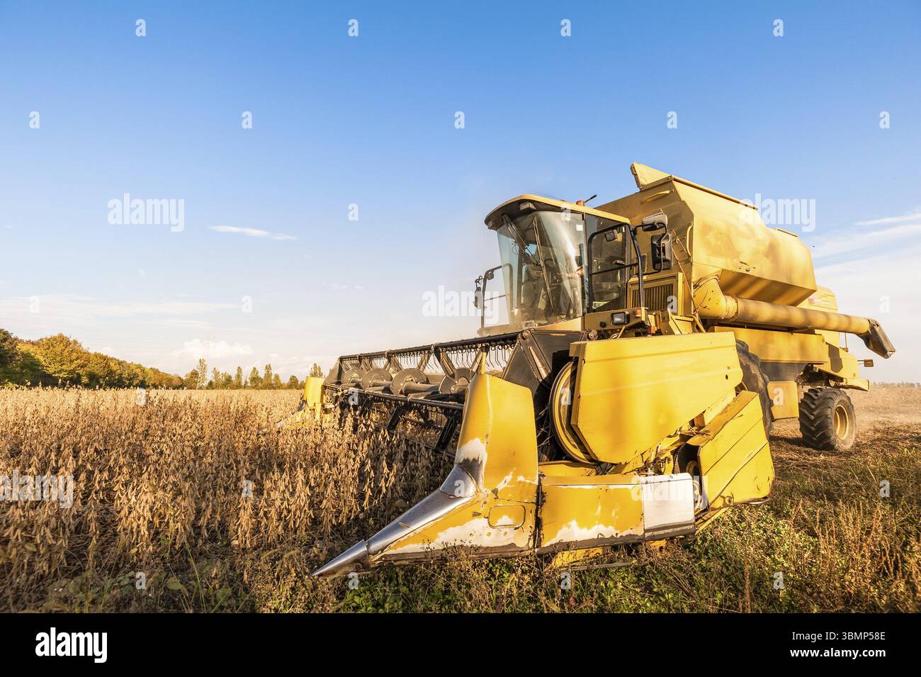 Récolte de champs de soja avec moissonneuse-batteuse. Batteuse jaune Banque D'Images