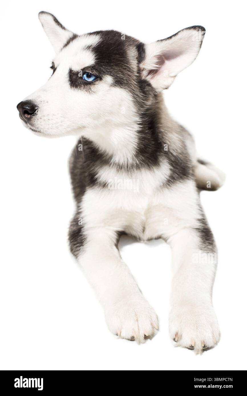 Chiot Husky sibérien isolé sur un fond blanc. Le chien ment et ne regarde pas la caméra Banque D'Images
