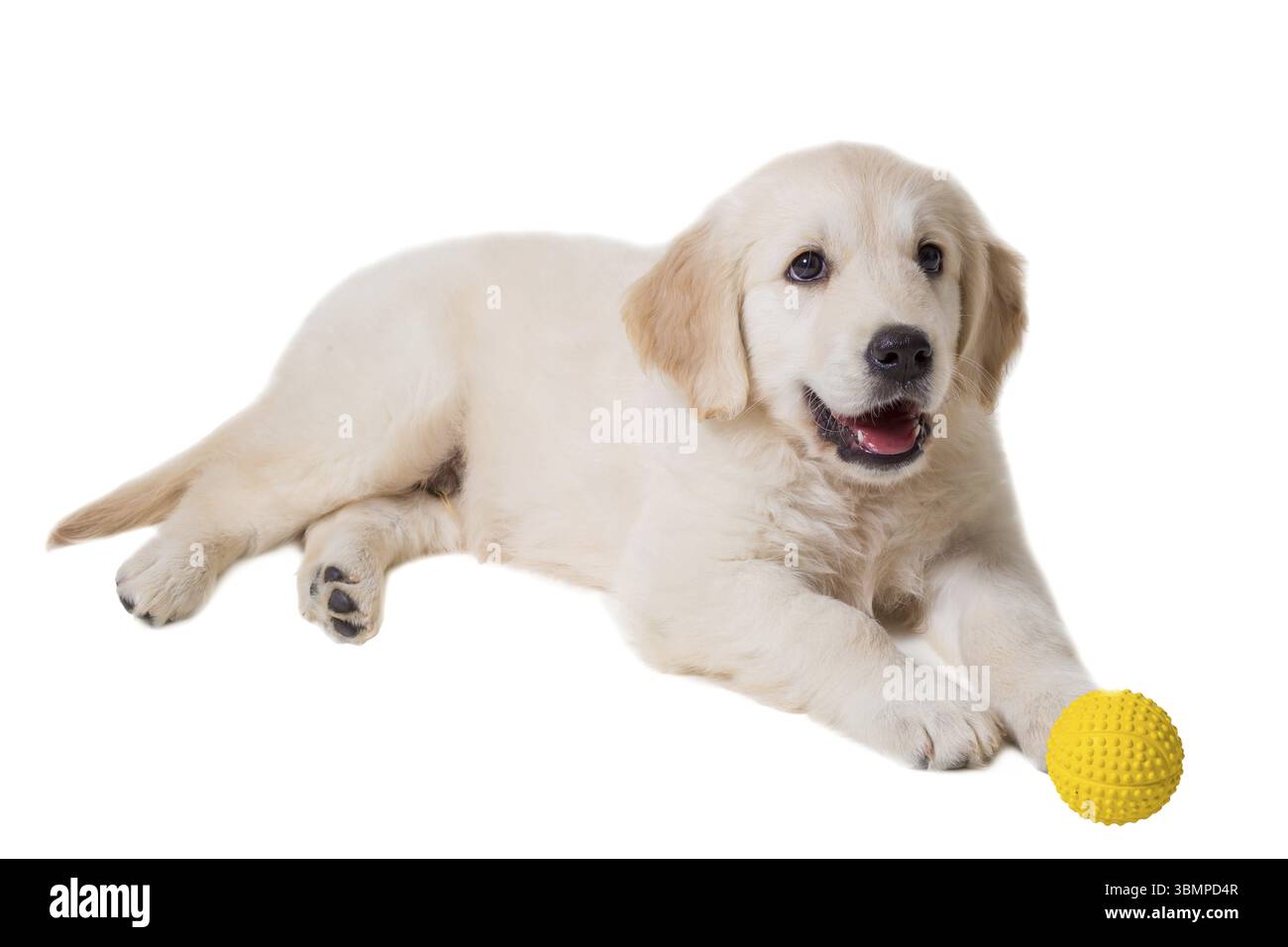 Chiot Golden retriever sur un fond blanc isolé. Il ment, sourit, joyeux Banque D'Images