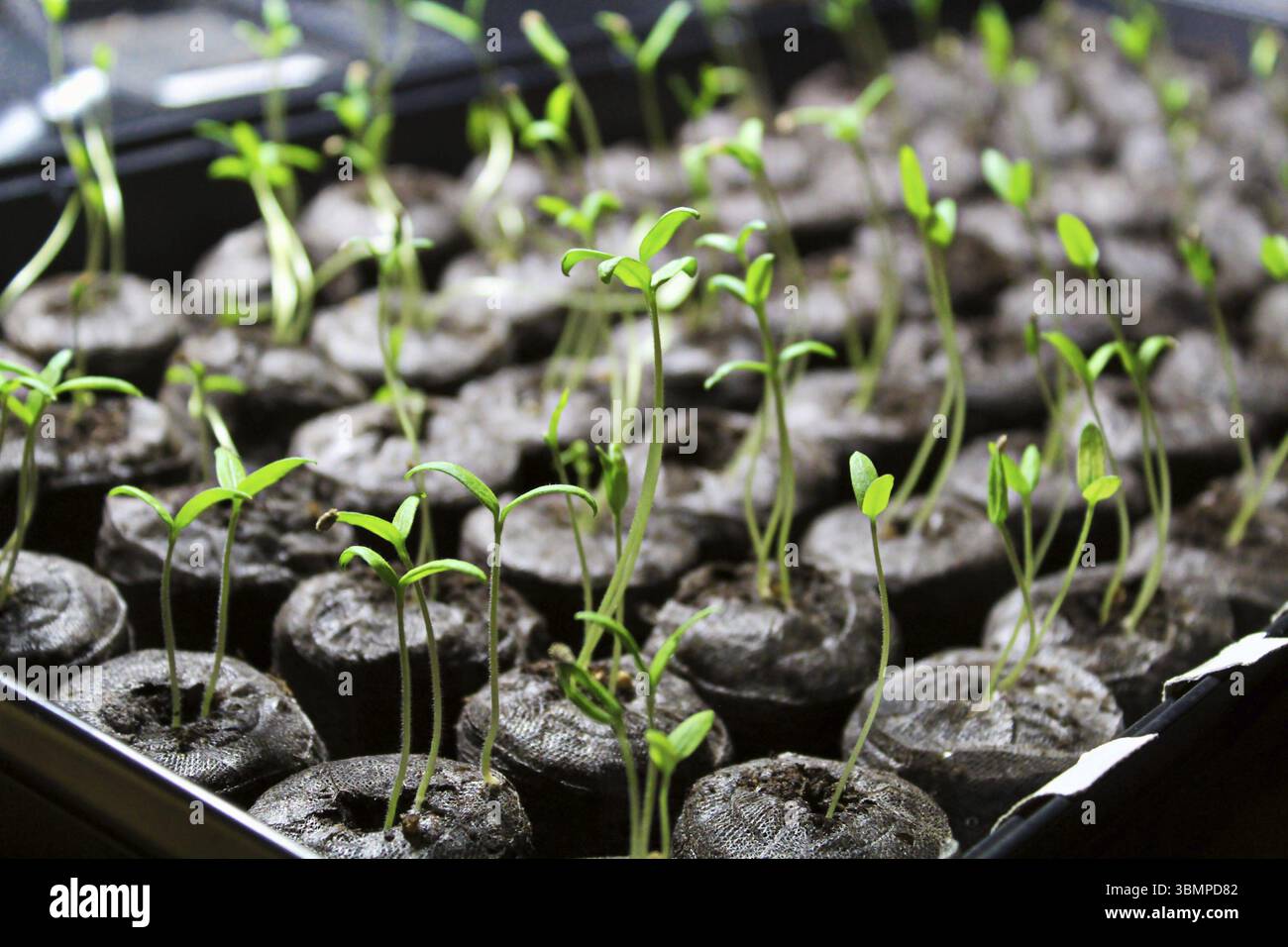 Semis de tomate en cours de démarrage dans des granulés de sol Banque D'Images