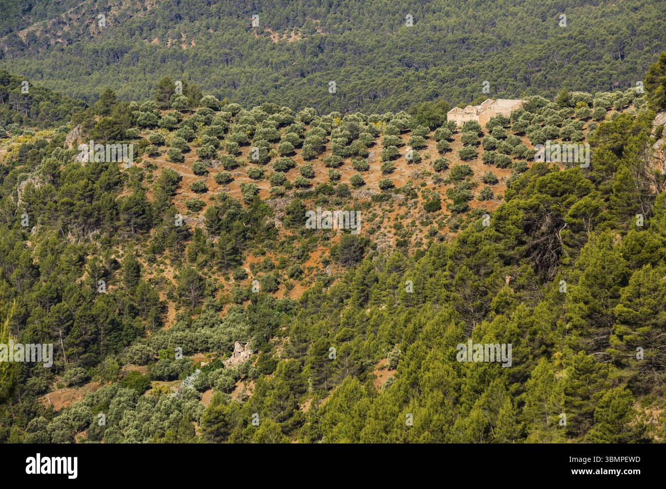 Oliveraie, Hornos, parc naturel sierras de Cazorla, Segura y Las Villas, Jaen, Andalousie, Espagne, Europe Banque D'Images