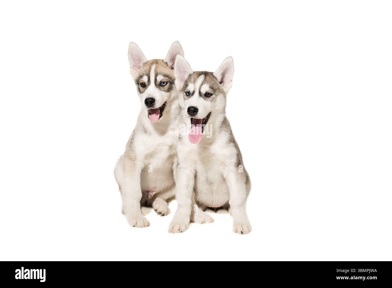 Deux chiots élèvent les Huskies isolés sur fond blanc. Les chiots les plus charismatiques Banque D'Images