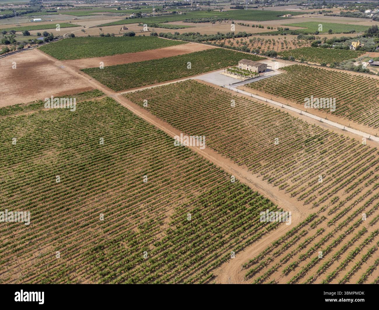Son Llompart Vineyards by Macia Batle, Santa Eugenia, Majorque, Îles Baléares, Espagne, Europe Banque D'Images