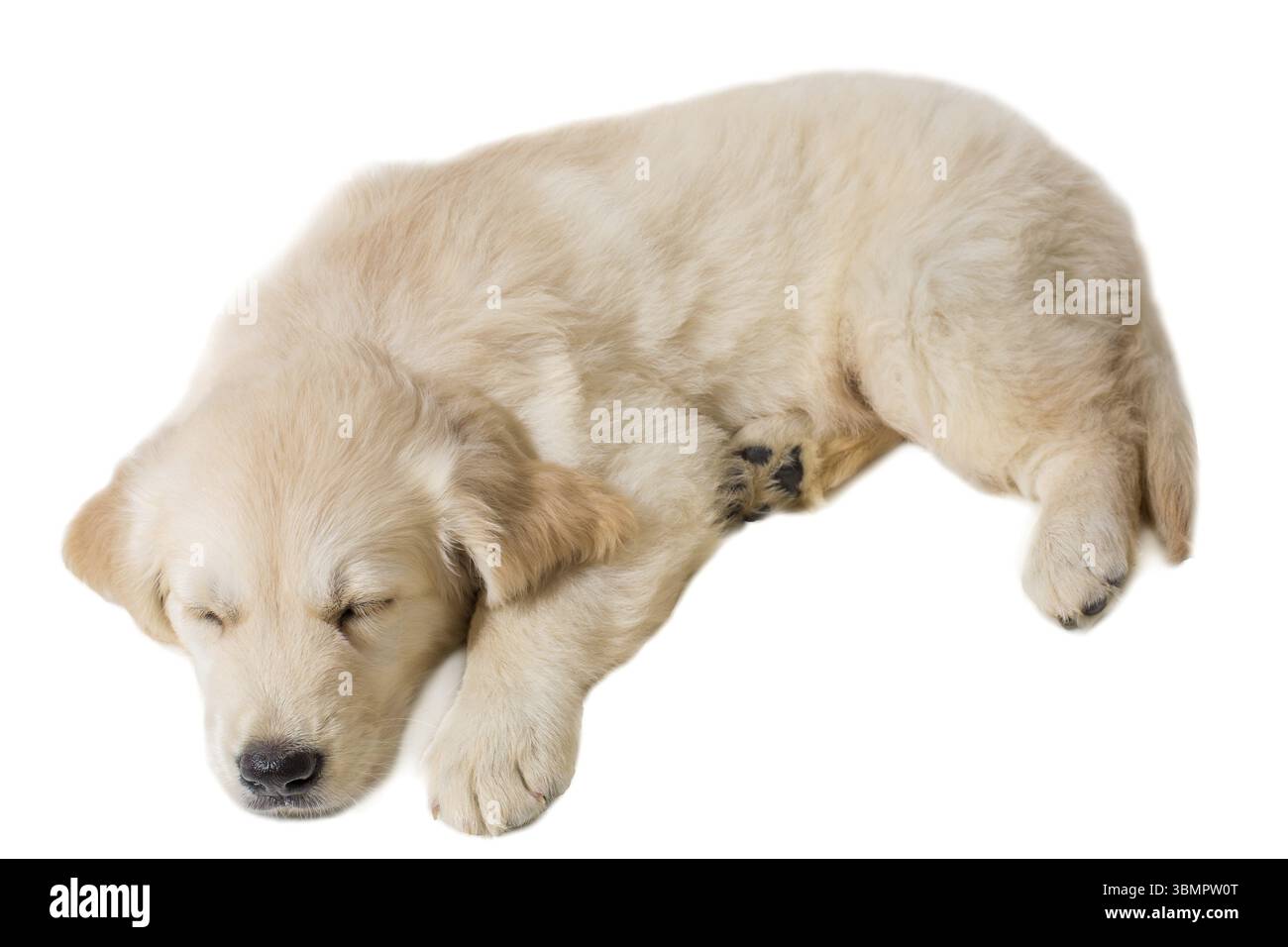 Chiot Golden retriever sur un fond blanc isolé. dormir Banque D'Images