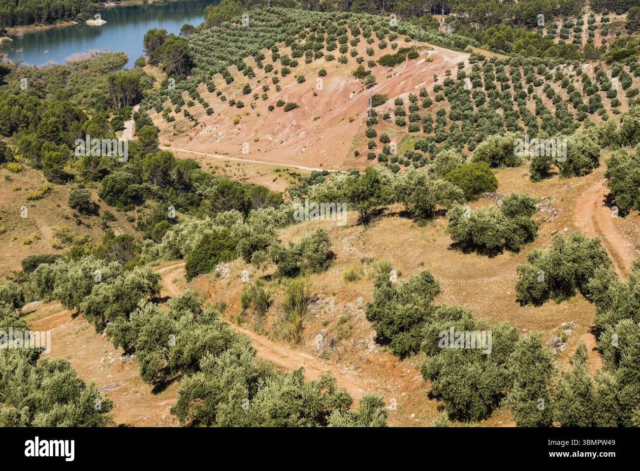 Oliveraie, Hornos, Cazorla, Segura et Las Villas parc naturel des chaînes de montagnes, Jaen, Andalousie, Espagne, Europe Banque D'Images