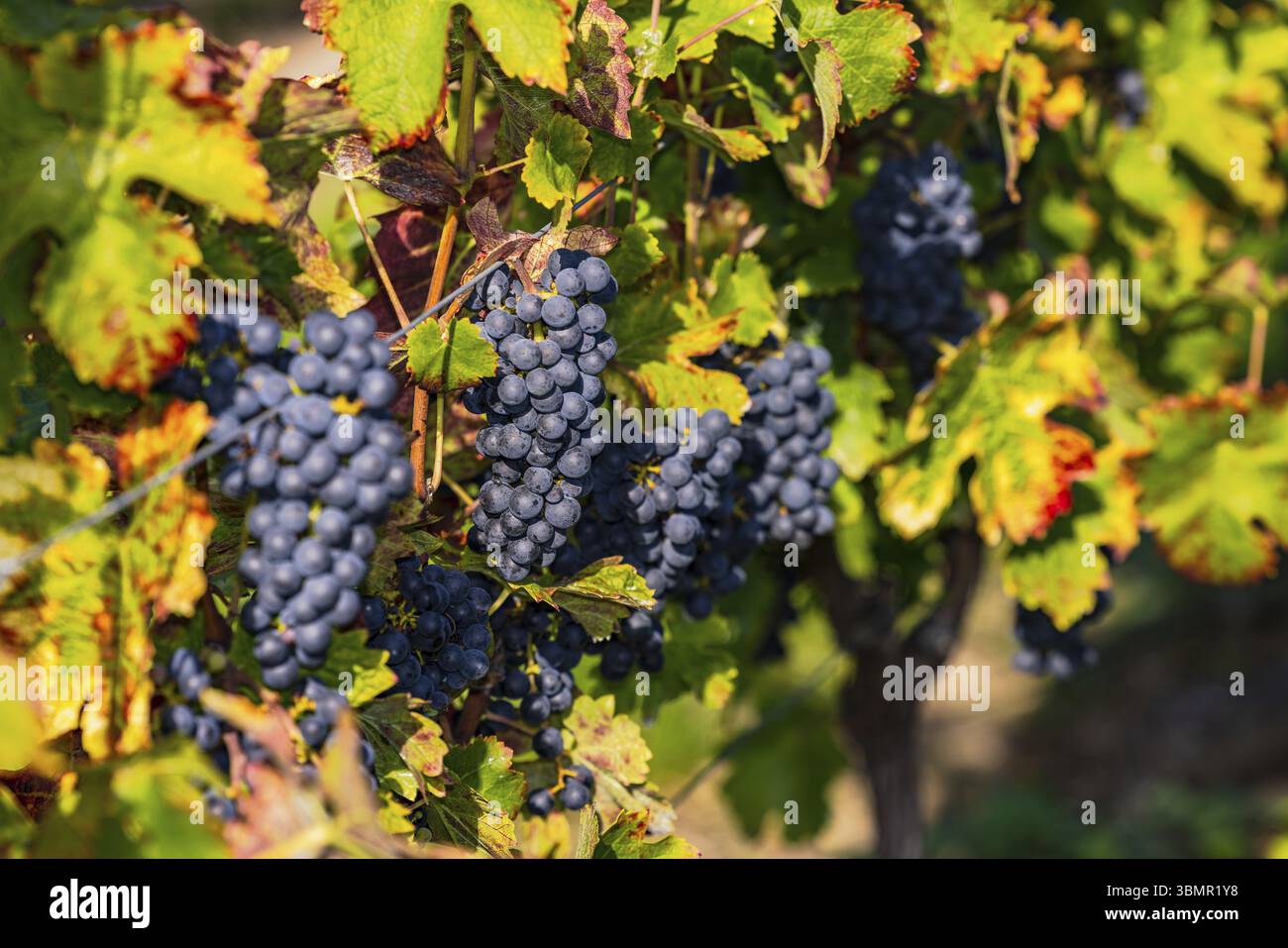 Raisins bleus mûrs sur une vieille vigne dans un vignoble en automne avant les vendanges en Allemagne Banque D'Images