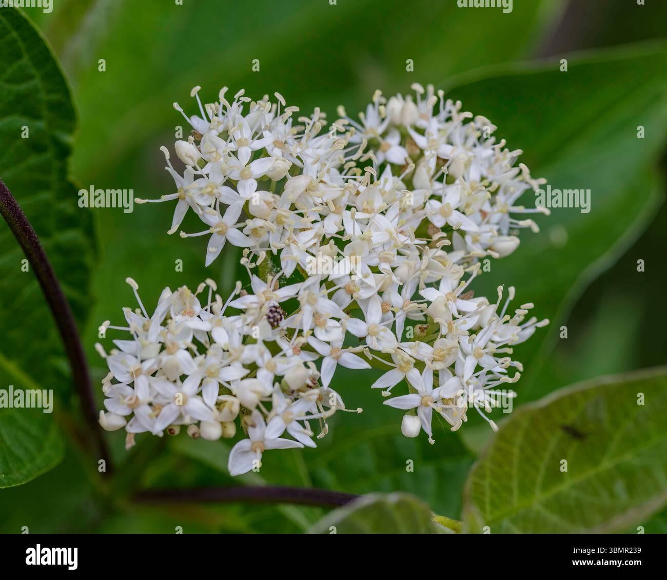 Floraison d'un buisson de Dogwood tôt le matin Banque D'Images