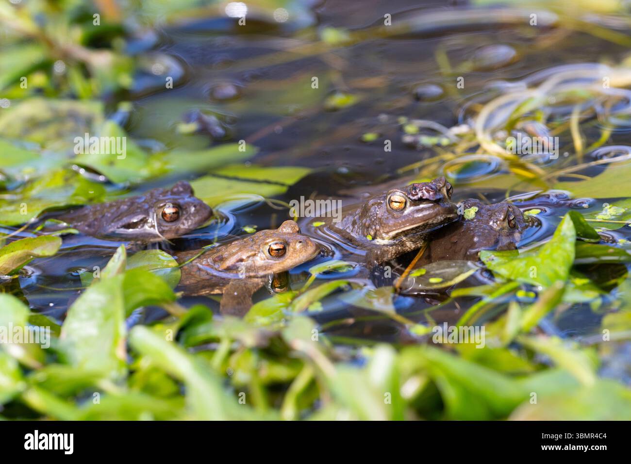 Crapauds communs (Bufo bufo) se reproduisant dans un étang boisé dans le Yorkshire, en Angleterre. Banque D'Images
