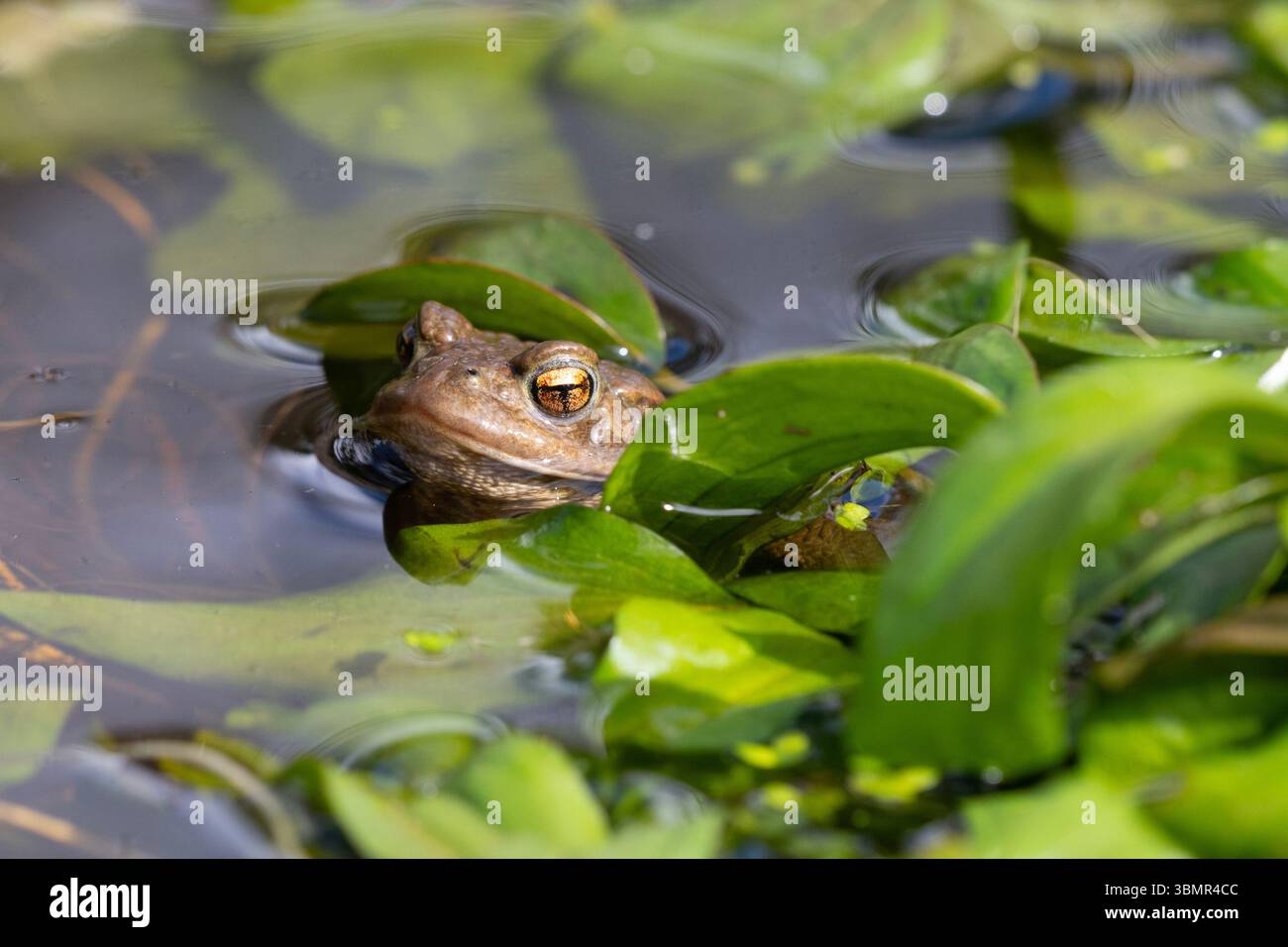 Crapauds communs (Bufo bufo) se reproduisant dans un étang boisé dans le Yorkshire, en Angleterre. Banque D'Images