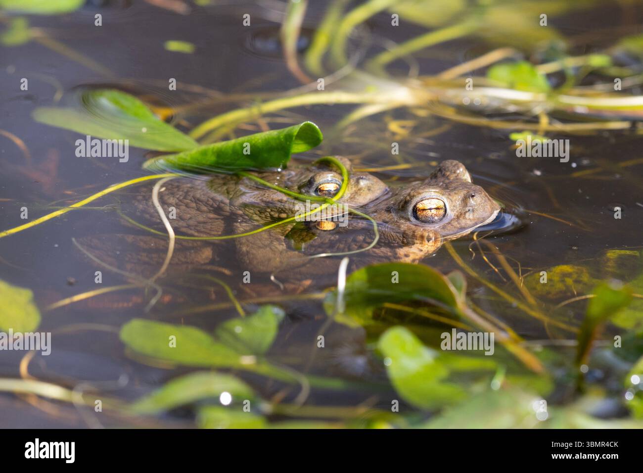 Crapauds communs (Bufo bufo) se reproduisant dans un étang boisé dans le Yorkshire, en Angleterre. Banque D'Images