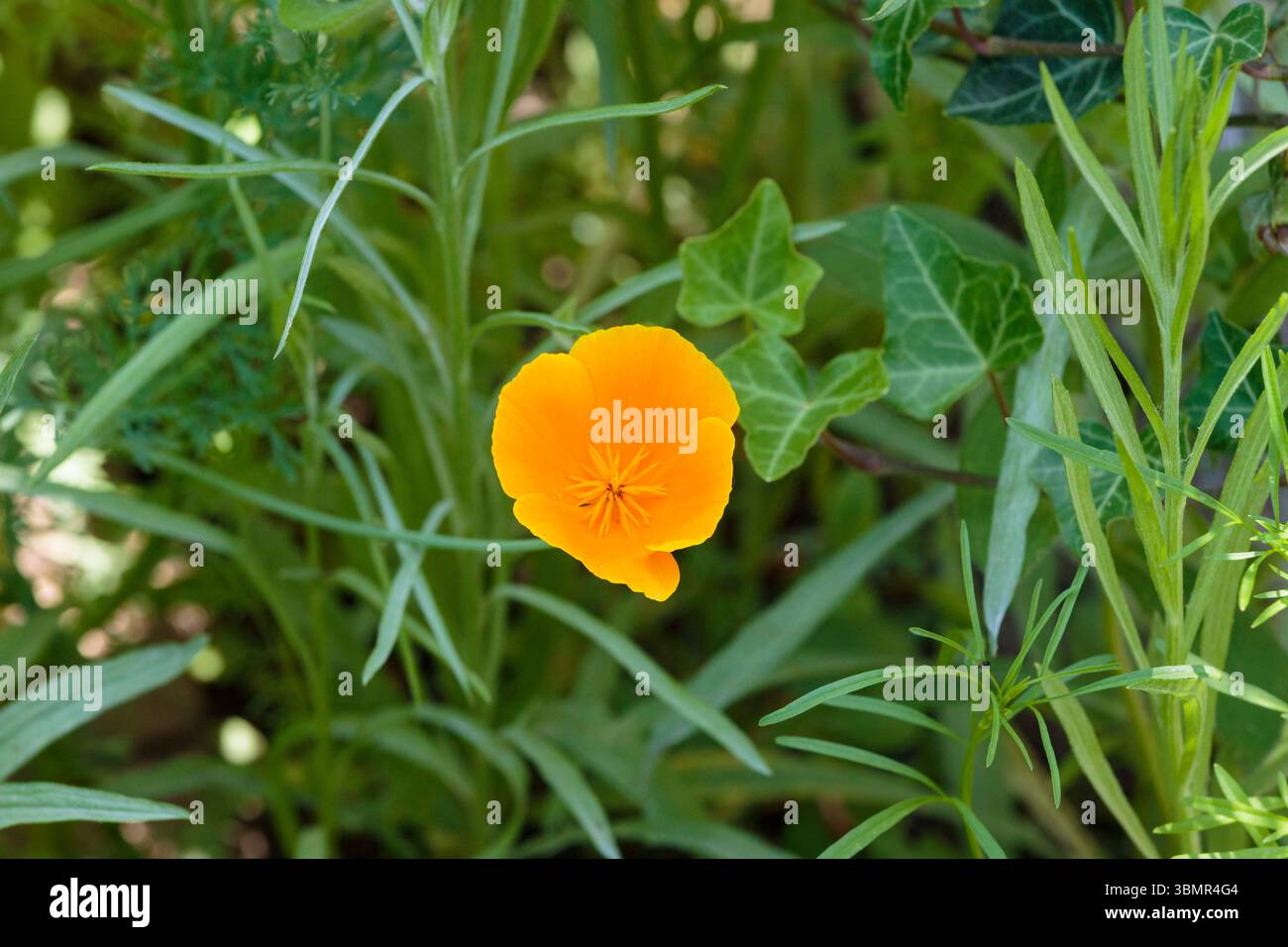 Coquelicot de Californie solitaire dans le jardin de feu de forêt Banque D'Images