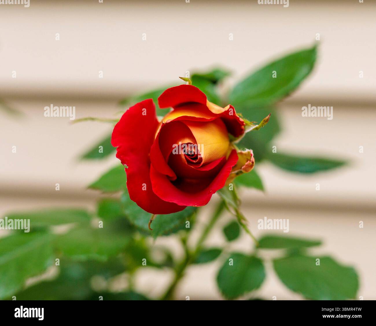 gros plan d'une fleur d'une rose moutarde et ketchup Banque D'Images