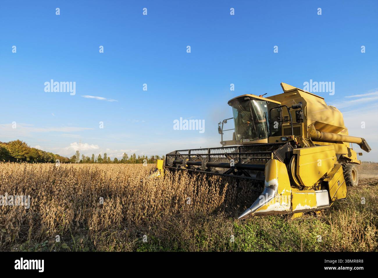 Récolte de champs de soja avec moissonneuse-batteuse. Batteuse jaune Banque D'Images