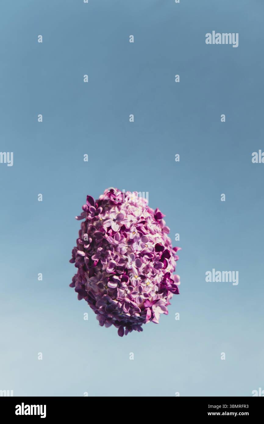 Forme d'oeuf de Pâques en lévitation volante créative faite de fleurs de pétales de printemps lilas. Concept de vacances minimal Still Life. Copier espace carte de vœux carte postale Banque D'Images