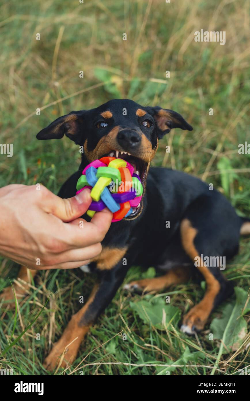 Chien heureux courir à l'extérieur avec le jouet de chien de balle dans la bouche. Animal actif appréciant l'été en plein air. Chiot dans la prairie verte compagnon ludique. L'amour des animaux de compagnie Banque D'Images