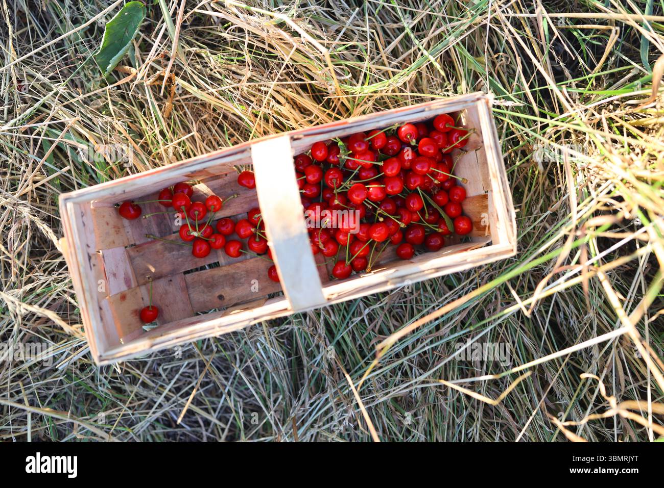 Cerises fraîchement cueillies dans un panier en bois rustique sur herbe sèche. Concept de récolte biologique naturelle. Banque D'Images