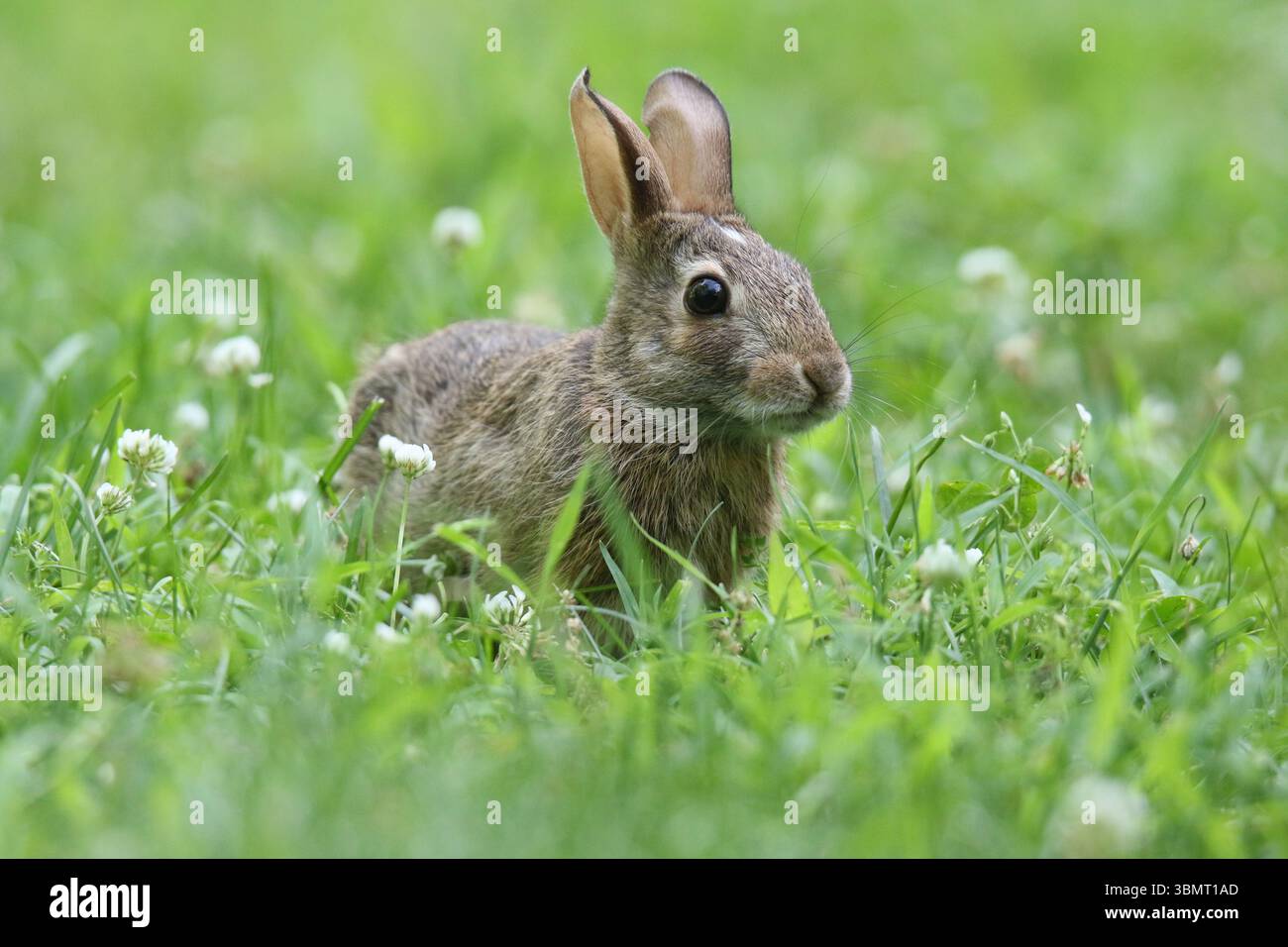 Lapin sauvage (Silvilagus floridanus) mangeant du trèfle dans une pelouse d'arrière-cour de banlieue Banque D'Images