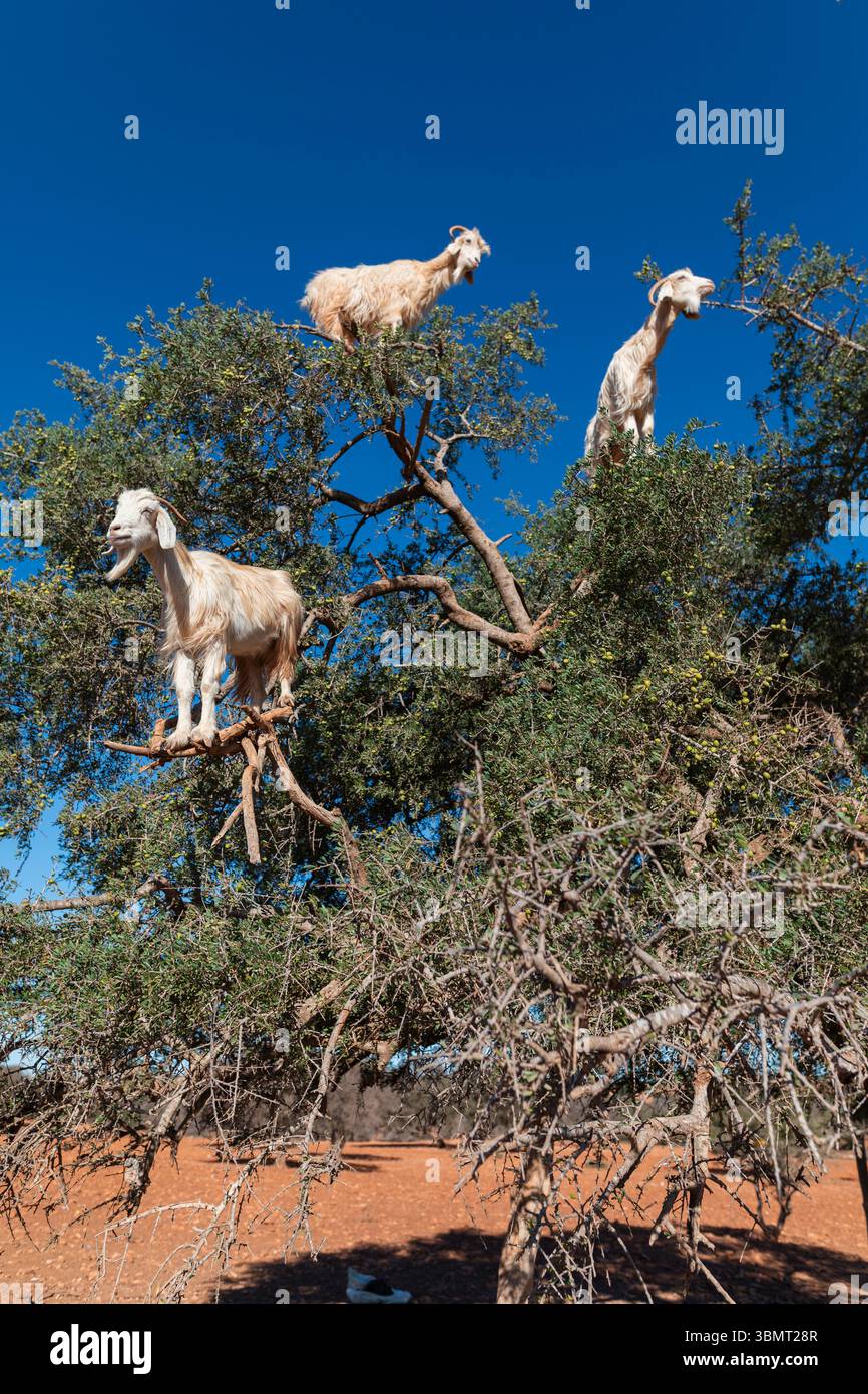 Trois chèvres hautes dans un argan contre un ciel bleu clair au Maroc - un spectacle unique et fascinant parfait pour l'éditorial, le voyage Banque D'Images