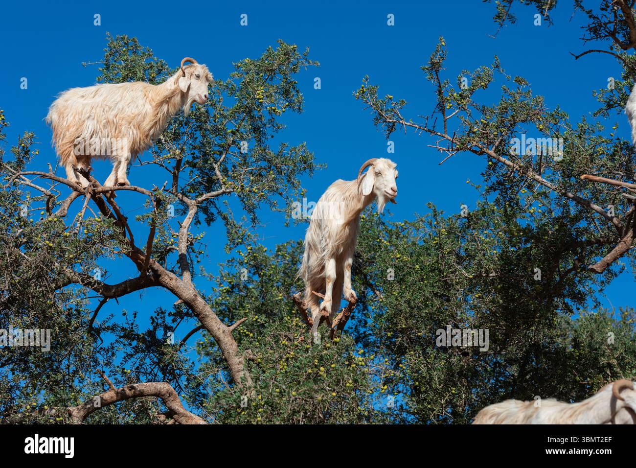 Chèvres grimpantes dans les arbres dans la campagne marocaine – comportement rare et surprenant capturé en lumière naturelle, idéal pour les animaux exotiques et culturels Banque D'Images